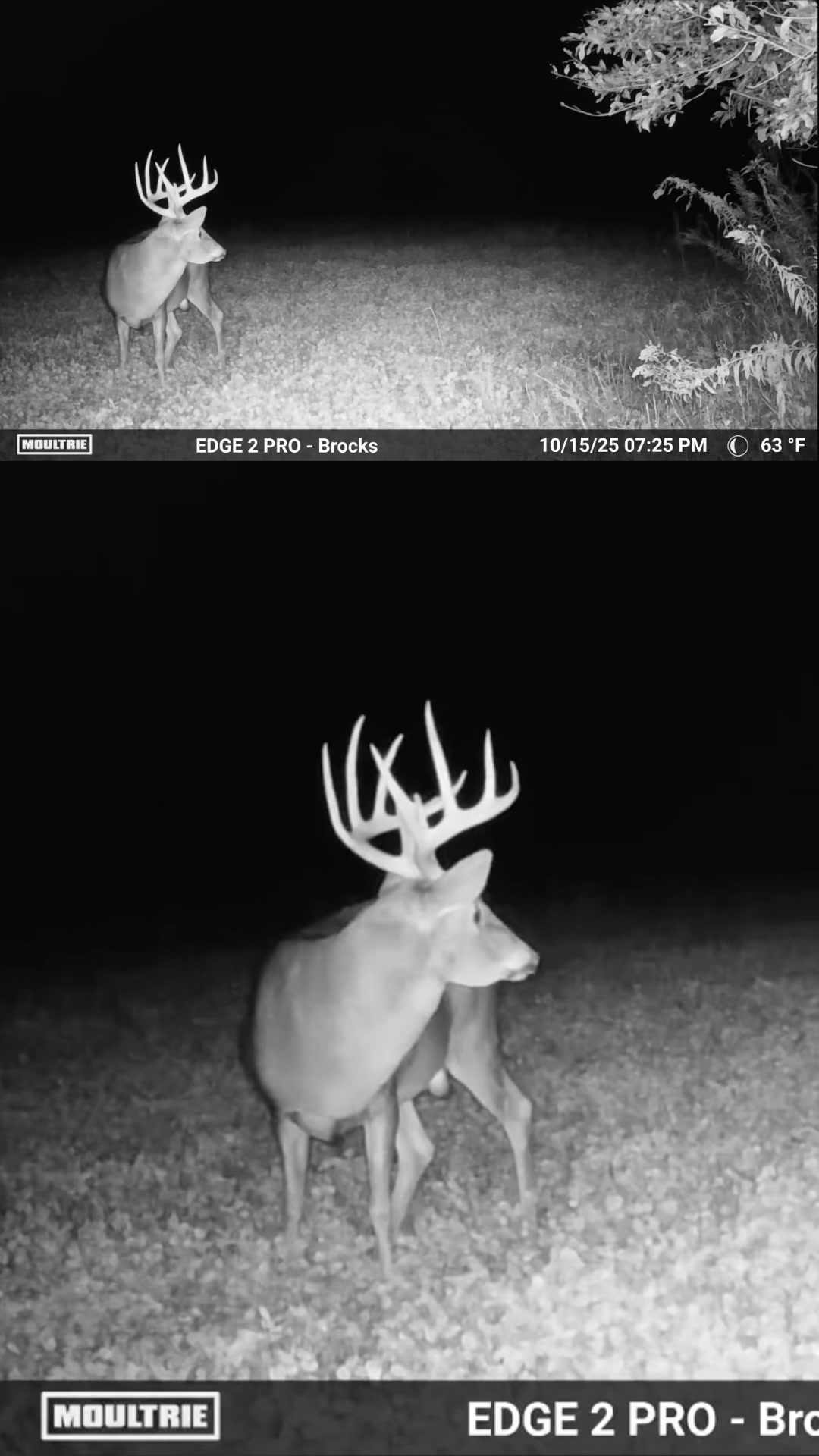 @Moultrie