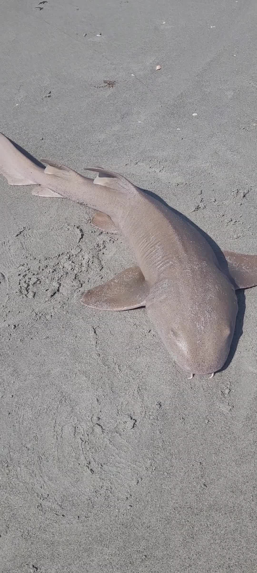 @Ghost of Space Coast Fishing