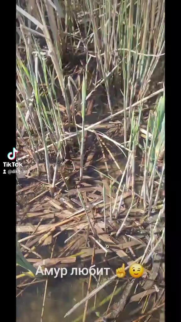 @Дикий карп рулит💪😎💪