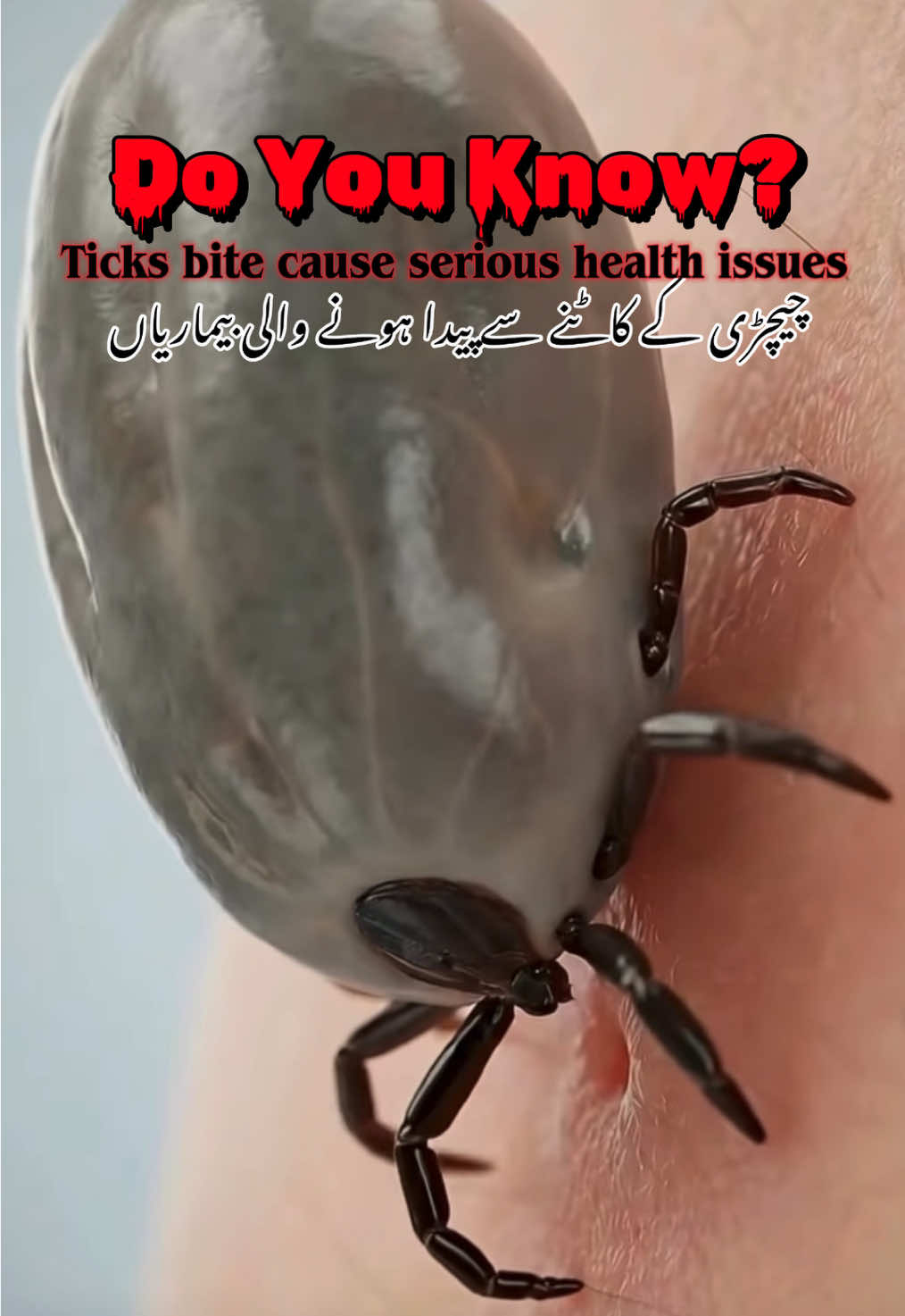 @Pest Mysteries