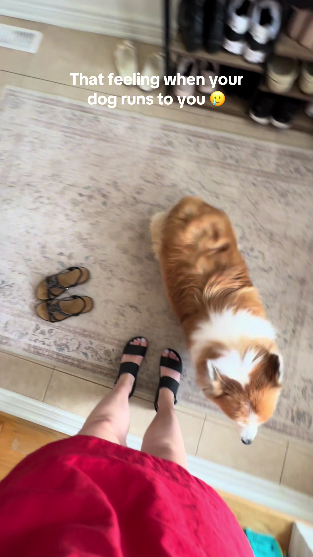 @hudsonthefluffycorgi