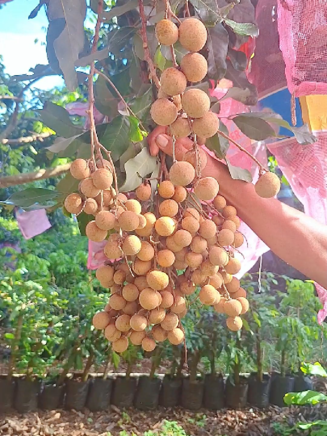 @adyrajalengkeng