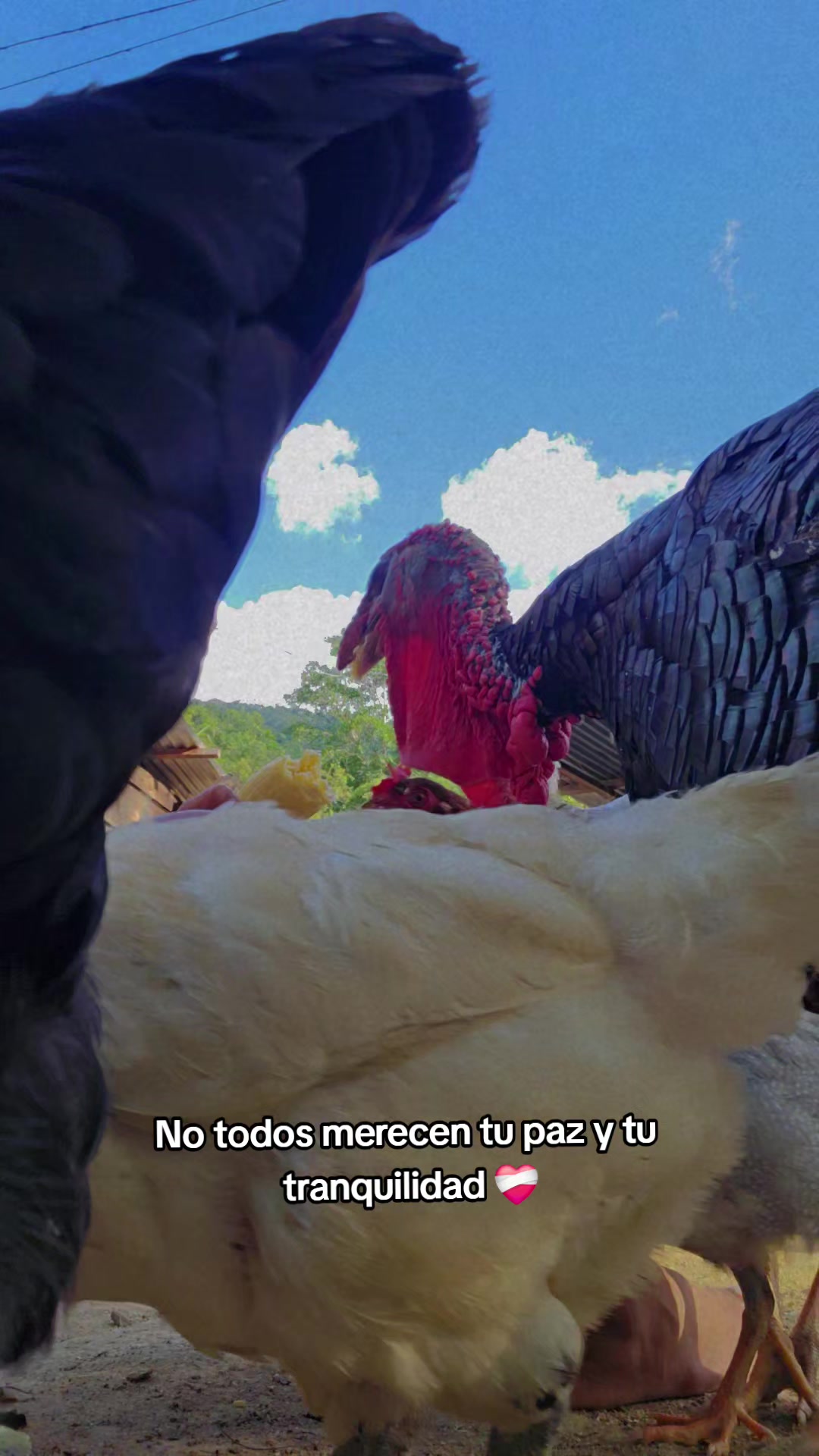 @🦃🛡️Rossy 💎🌪️