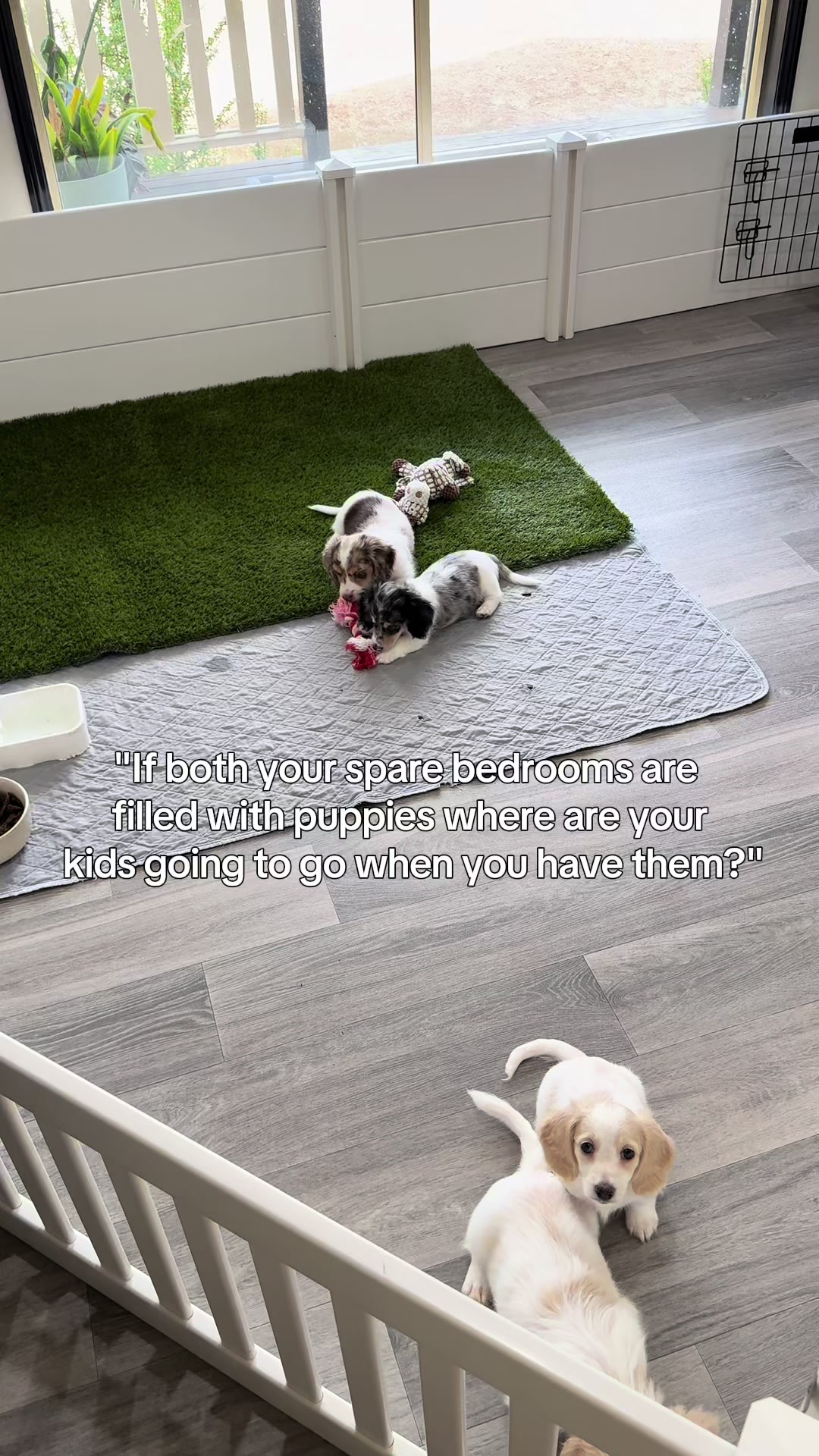 @Dachshund Dynasty