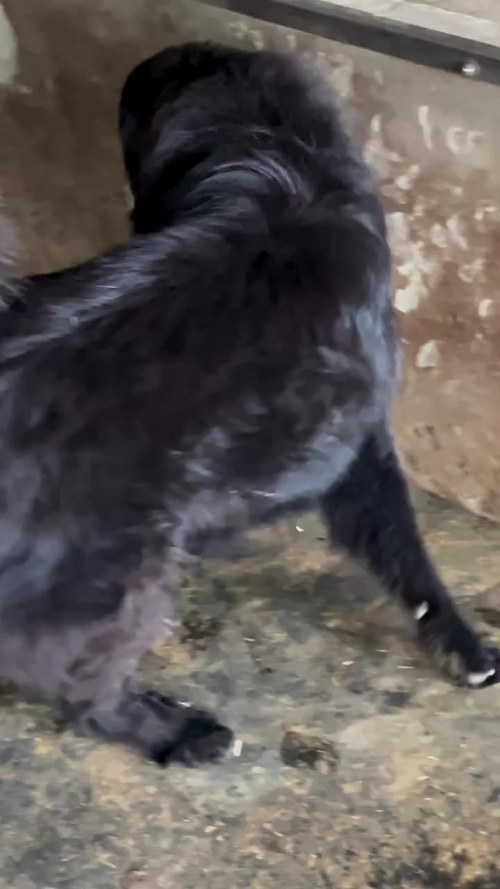 @Kashmiri_Bakrwal_Dog