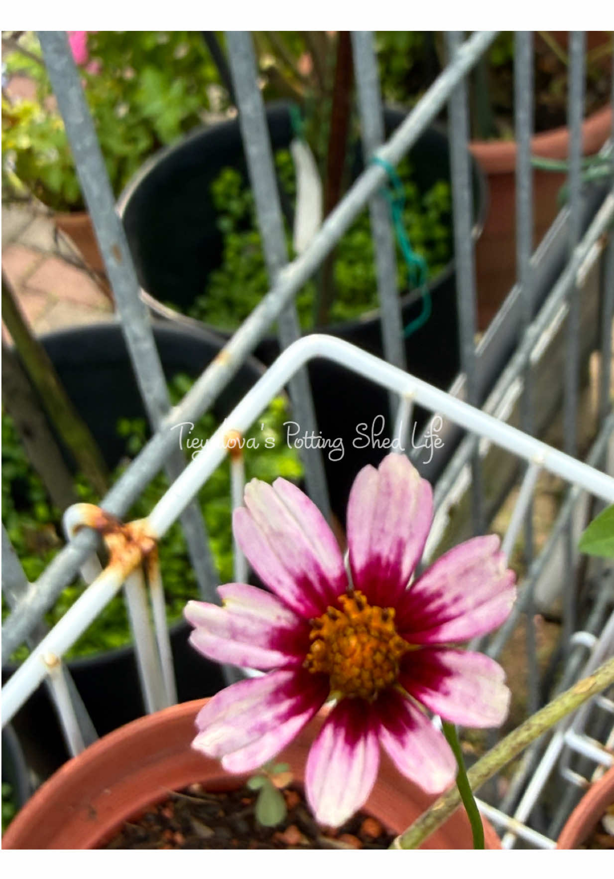 @Tieyalova’s Potting Shed