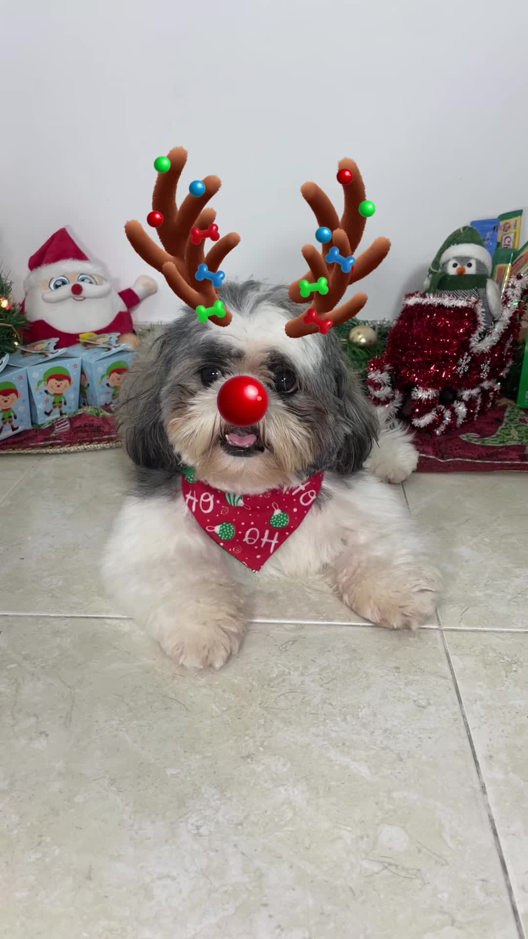 @appa_shihtzurp