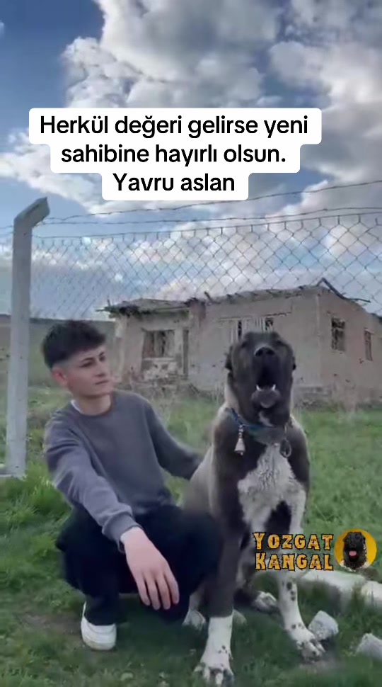 @Efe’nin KaraAslanları