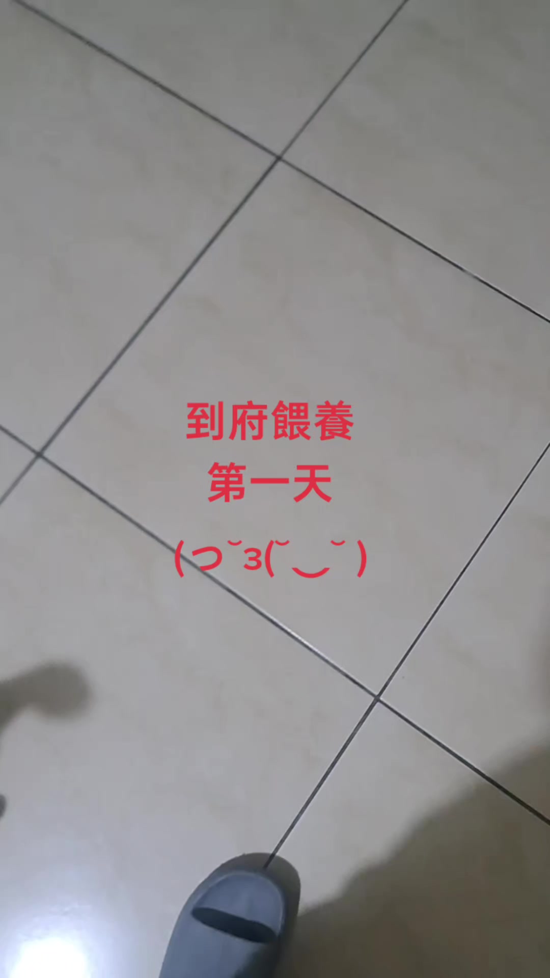 @糧巢偉-貓咪執事