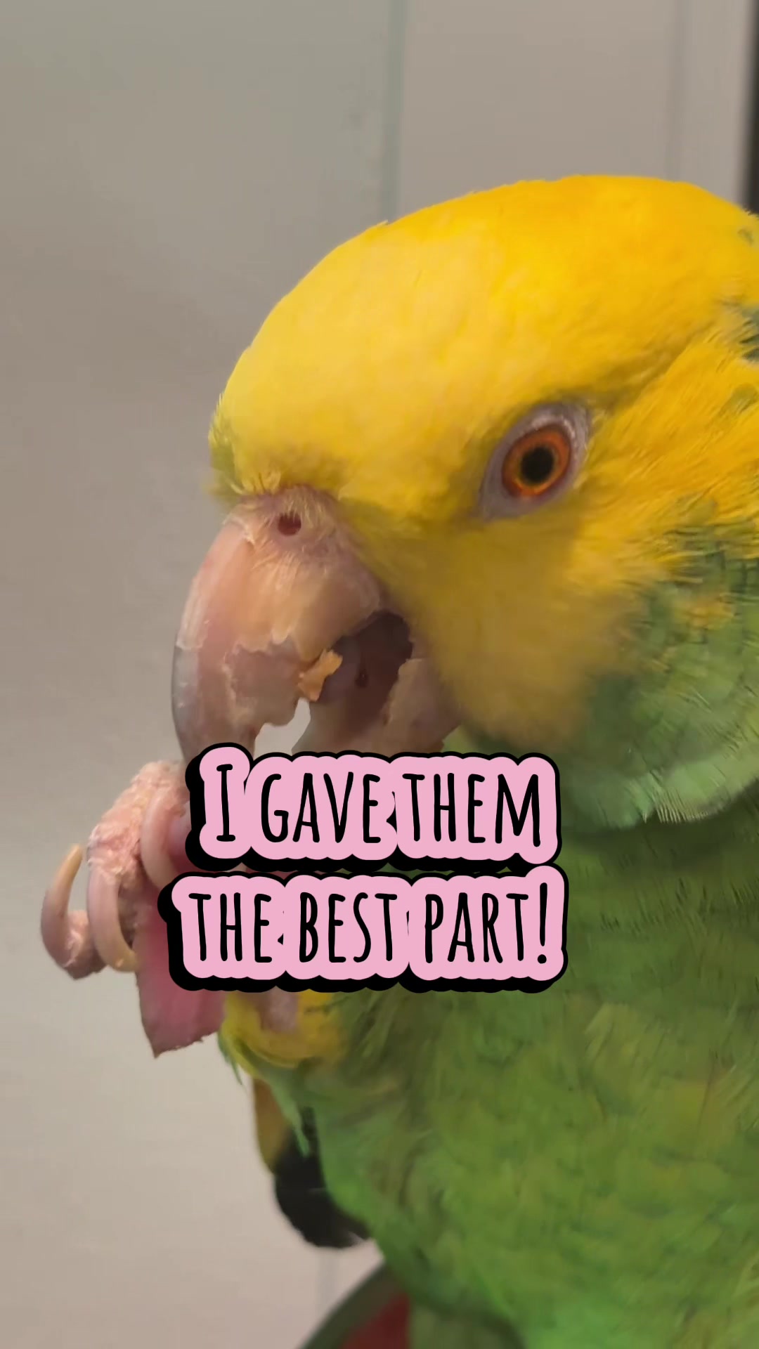 @imforthebirds
