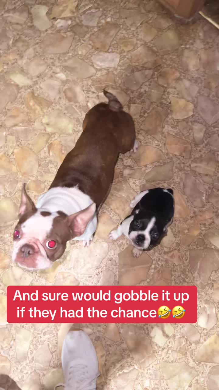 @SE Boston Terriers