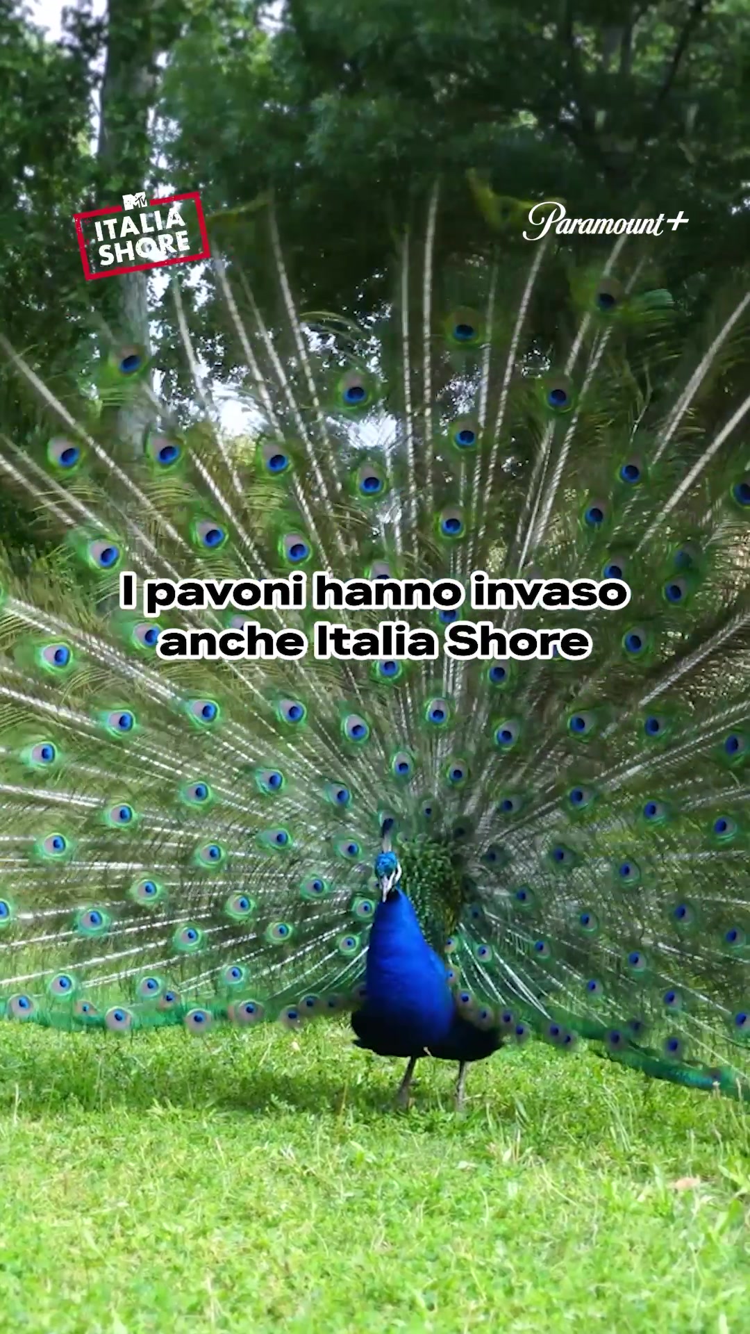 @Italia Shore