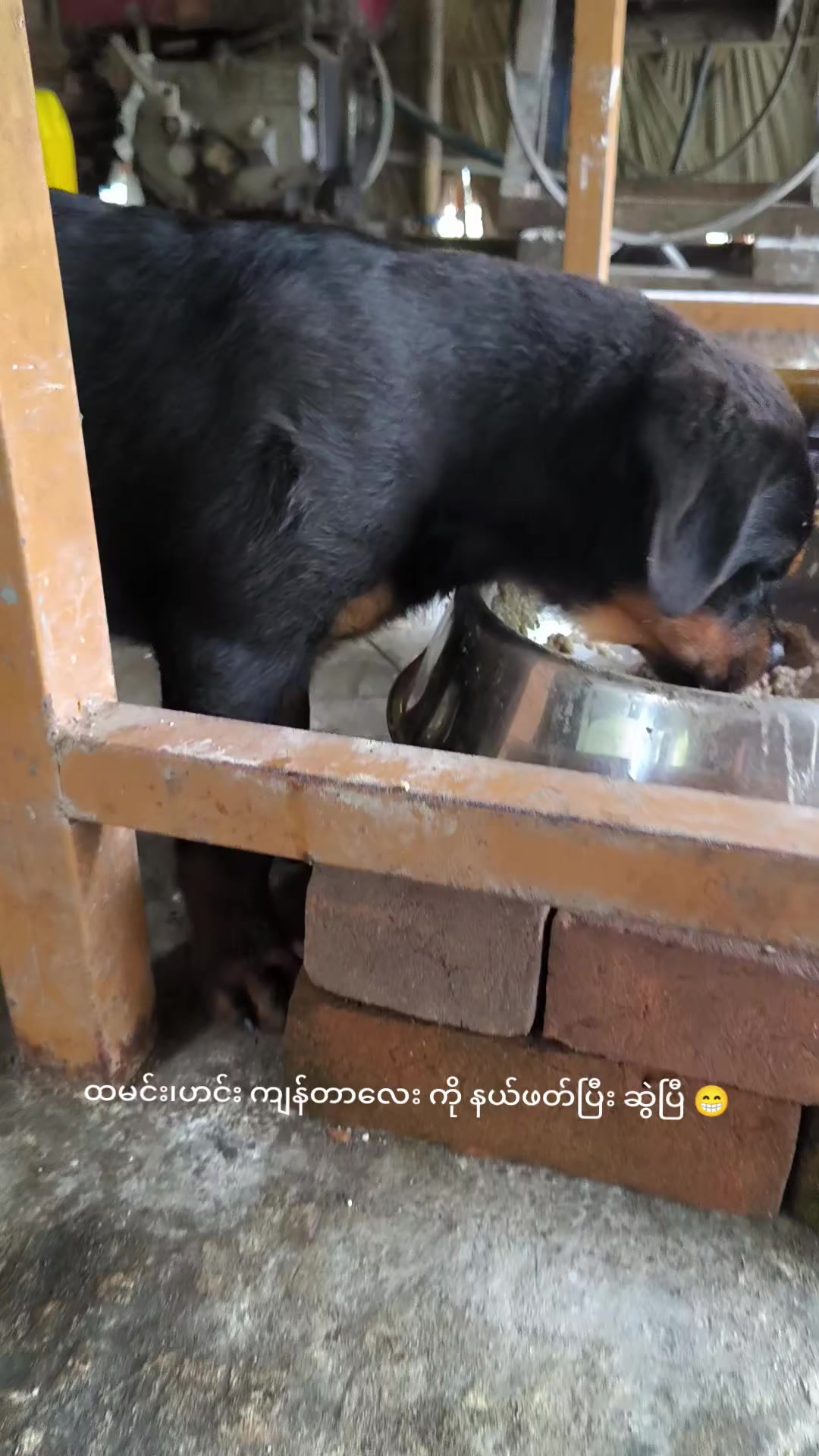 @"ရွှေဖြူးသား"၀က်မွေးမြူရေးခြံ