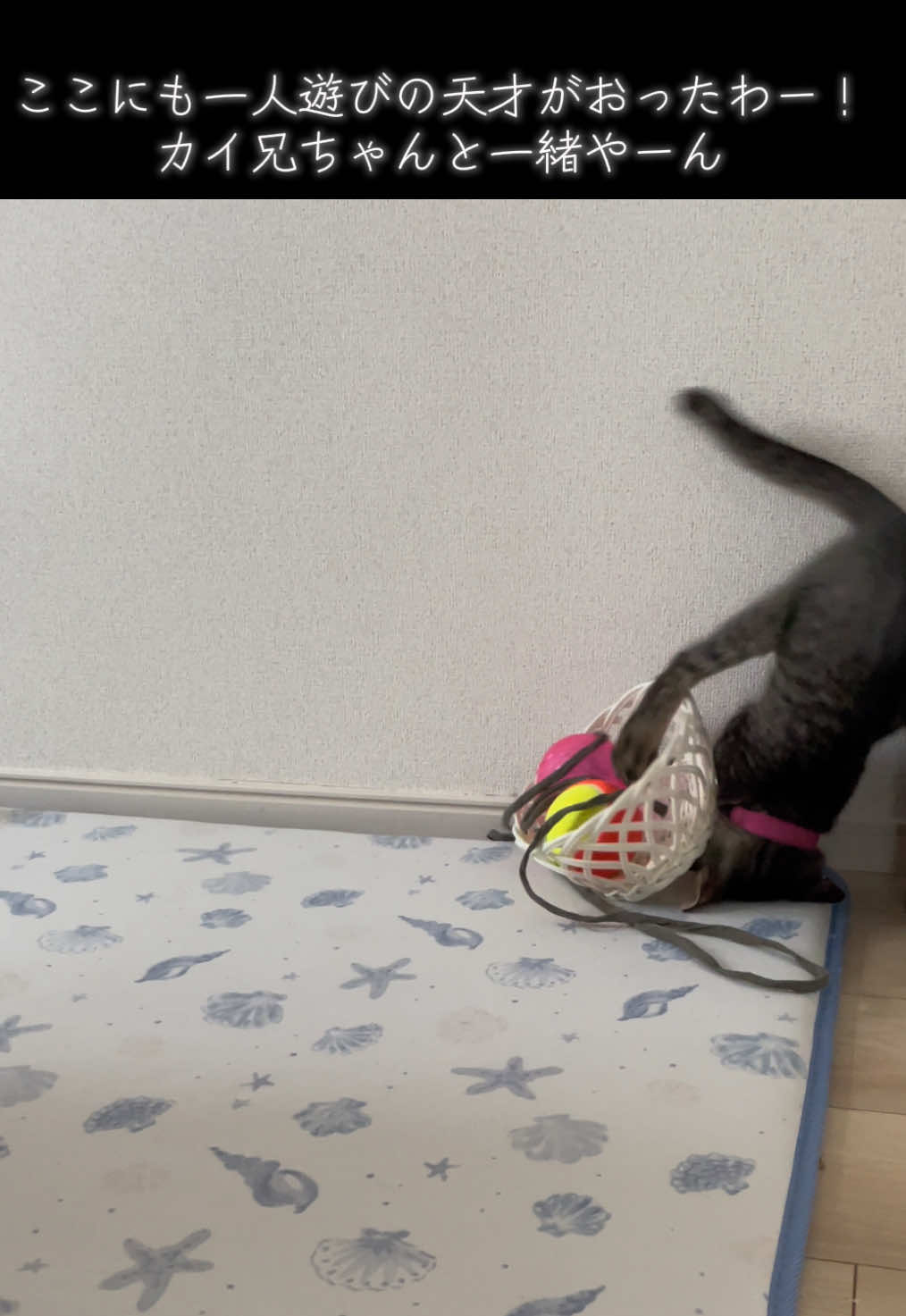 @ねこまみれ