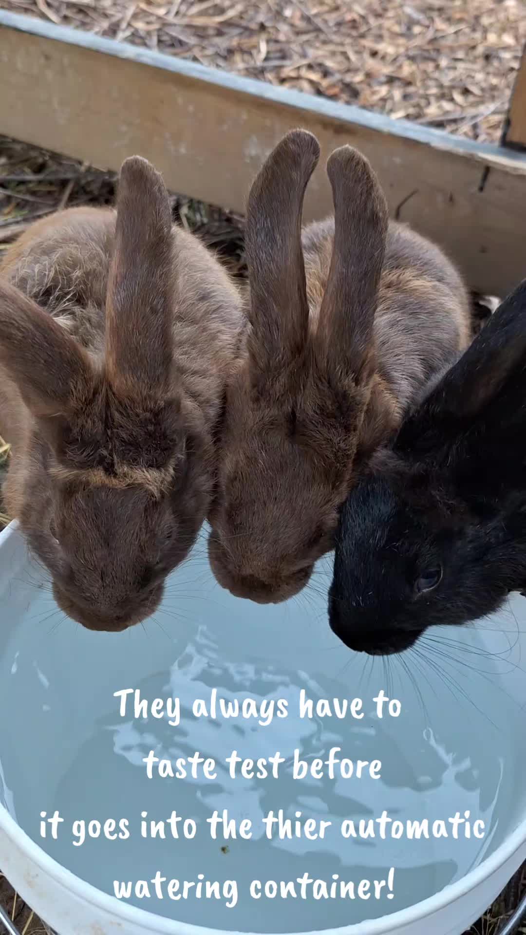 @Grand_Hill_Farm