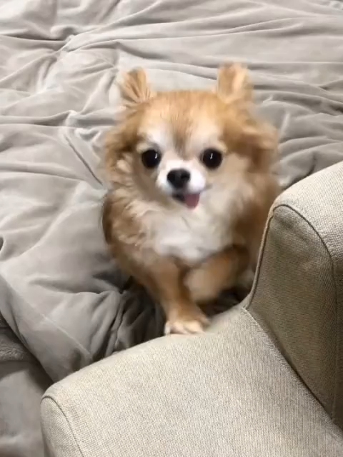 @ichig.8