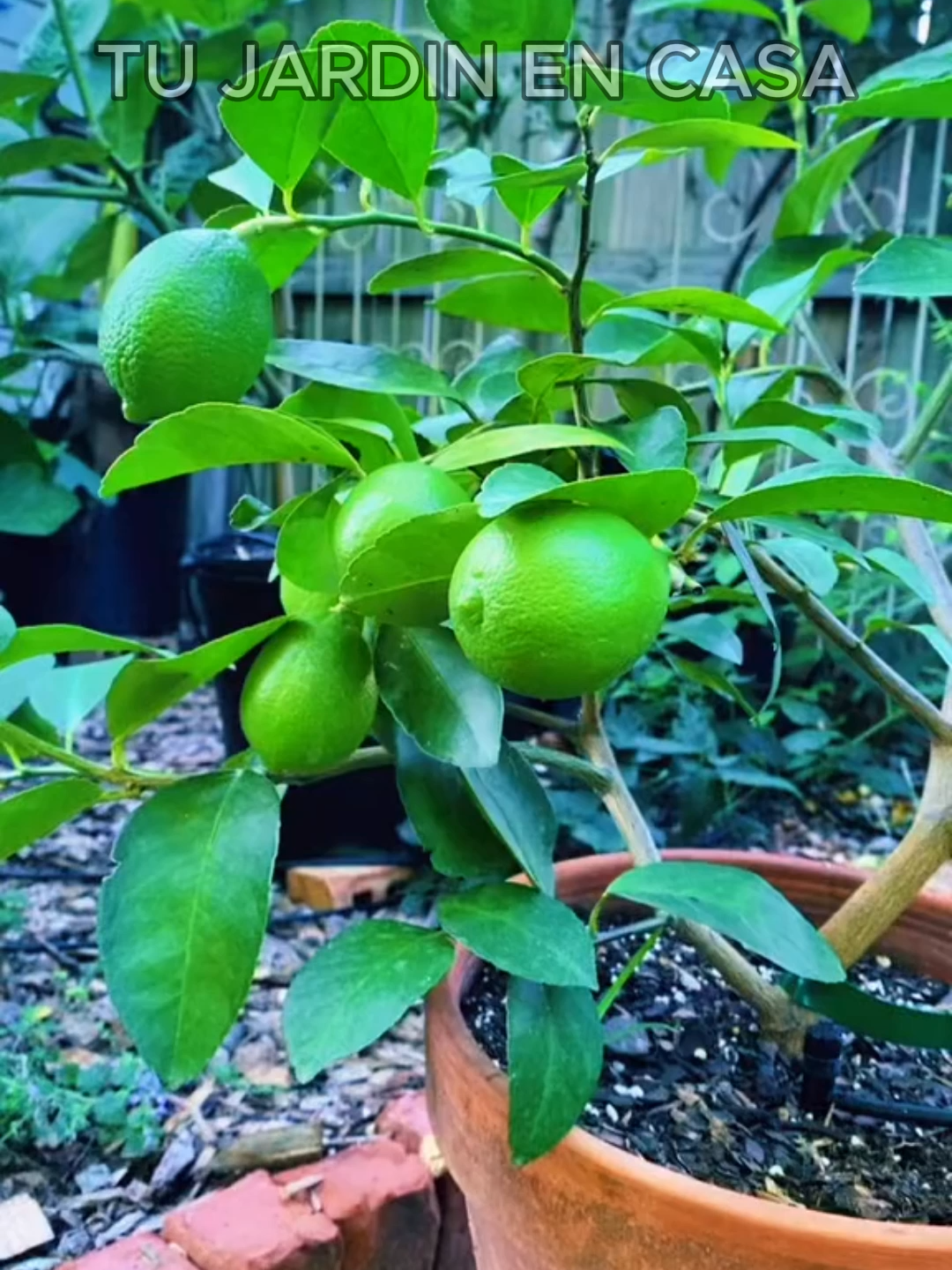 @Tu jard&iacute;n en casa
