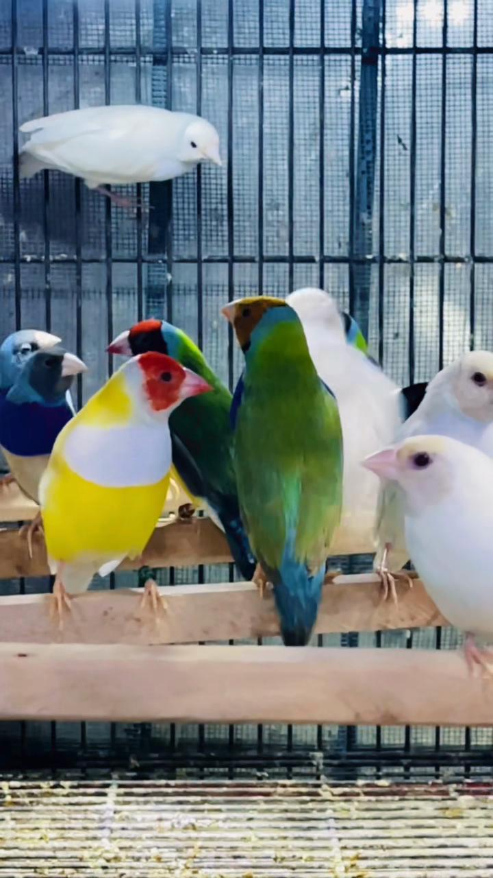 @Lala Aviary