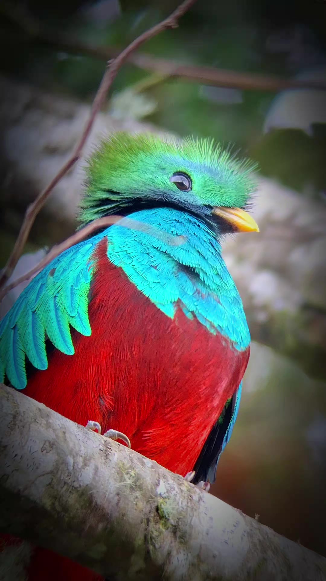 @Quetzal Tours CR🇨🇷