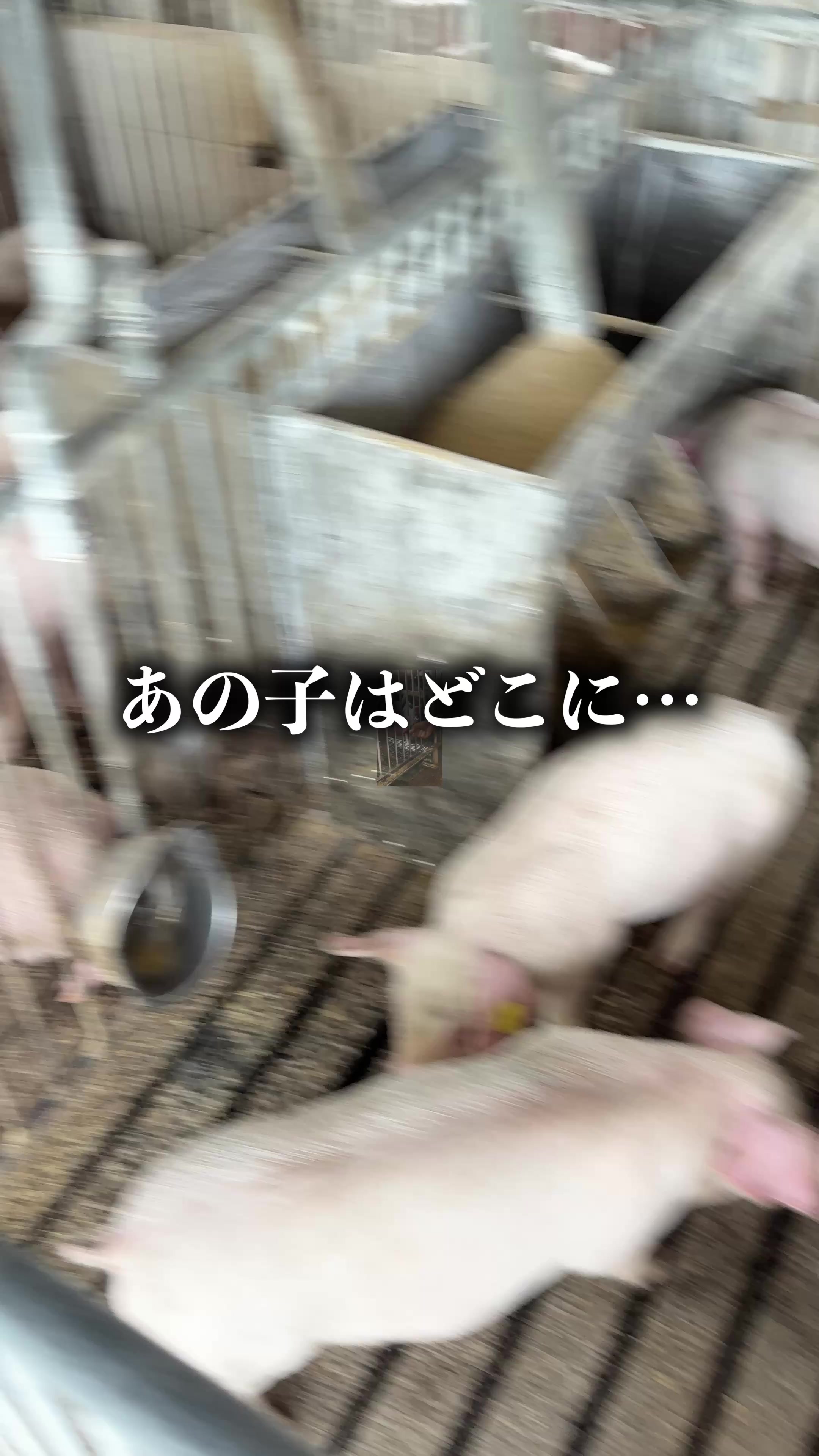 @小野友也ブタのお兄さん『命の恵』