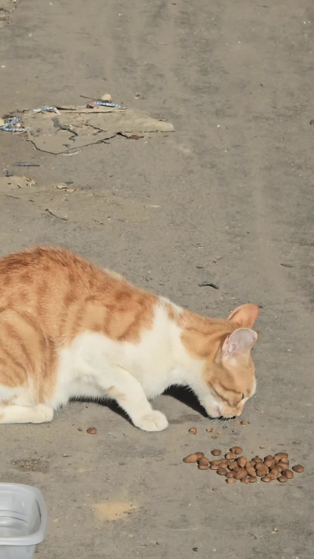 @고양이 형아