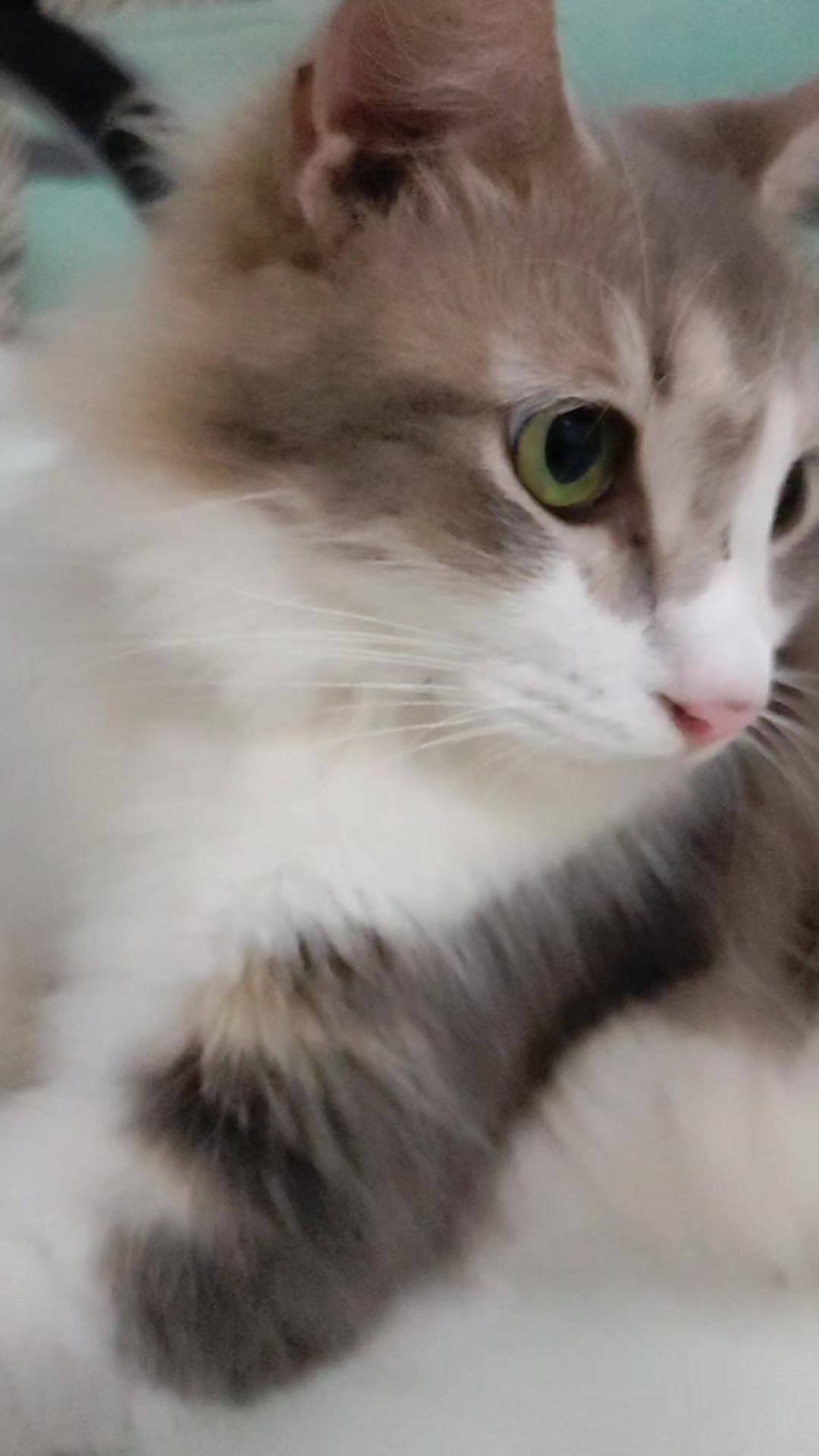 @cimba😺