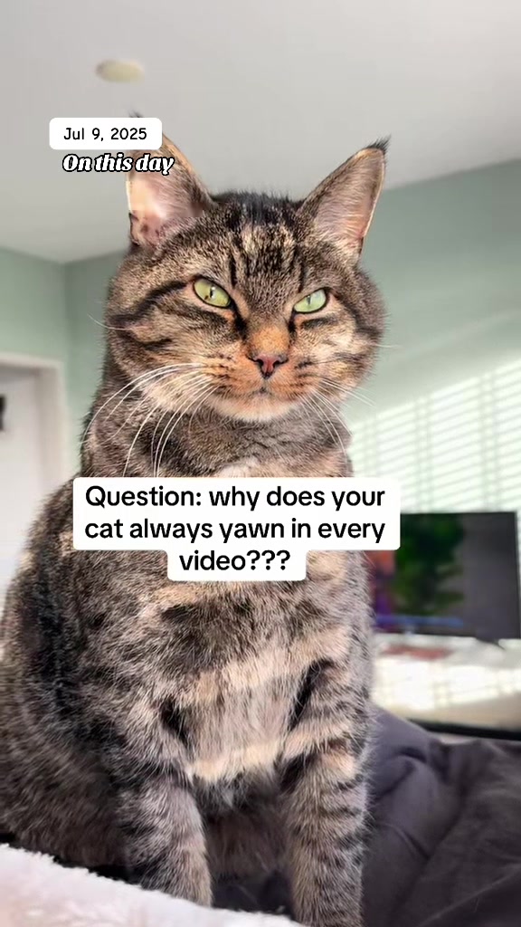 @Joep_the_ rescuecat