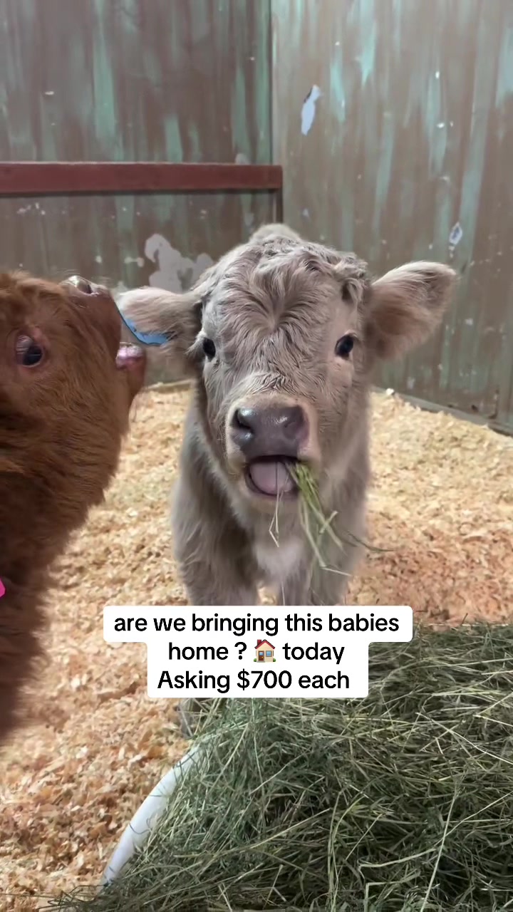 @landycows3
