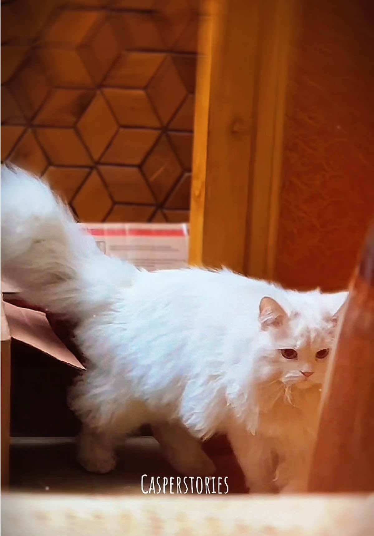 @𝑪𝒂𝒔𝒑𝒆𝒓 & 𝑴𝒊𝒏𝒏𝒊𝒆 🐾