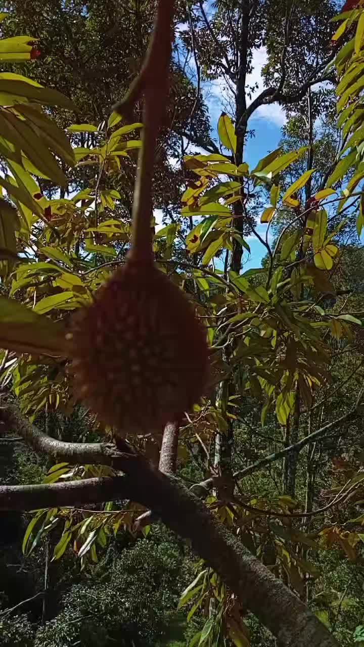 @ADY DURIAN FARM 🌳