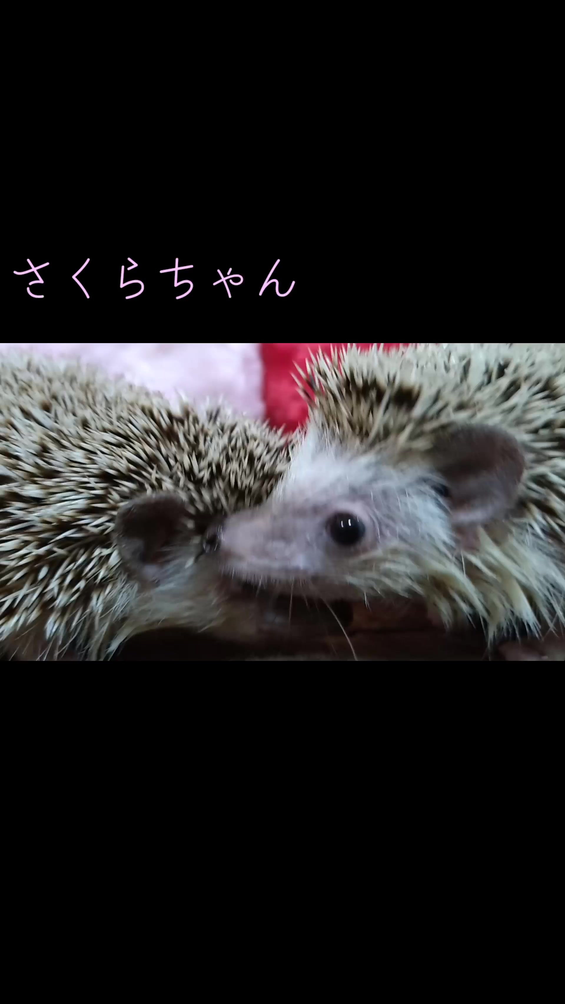 @ðŠãã«ããðŠ