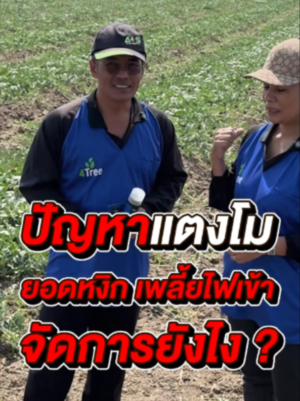 @4Tree A4S Thailand