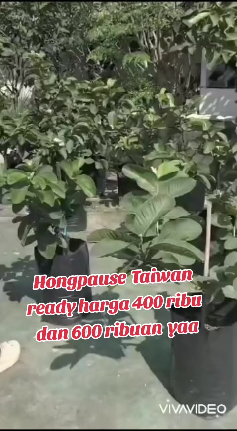 @Bibit khusus samarinda