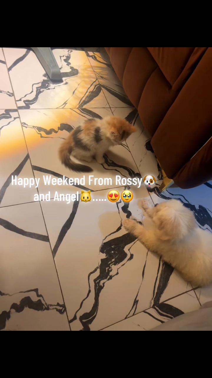 @🐱Deraspets🐶