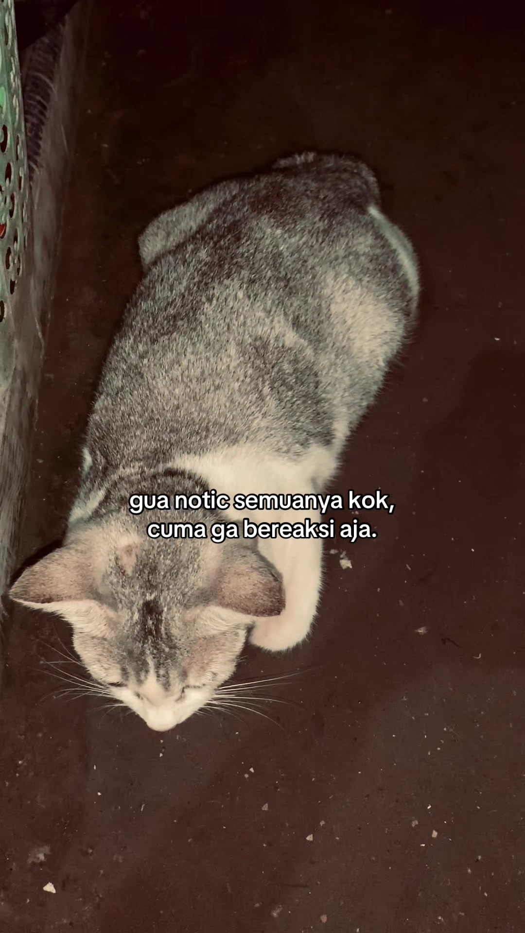 @lapolap