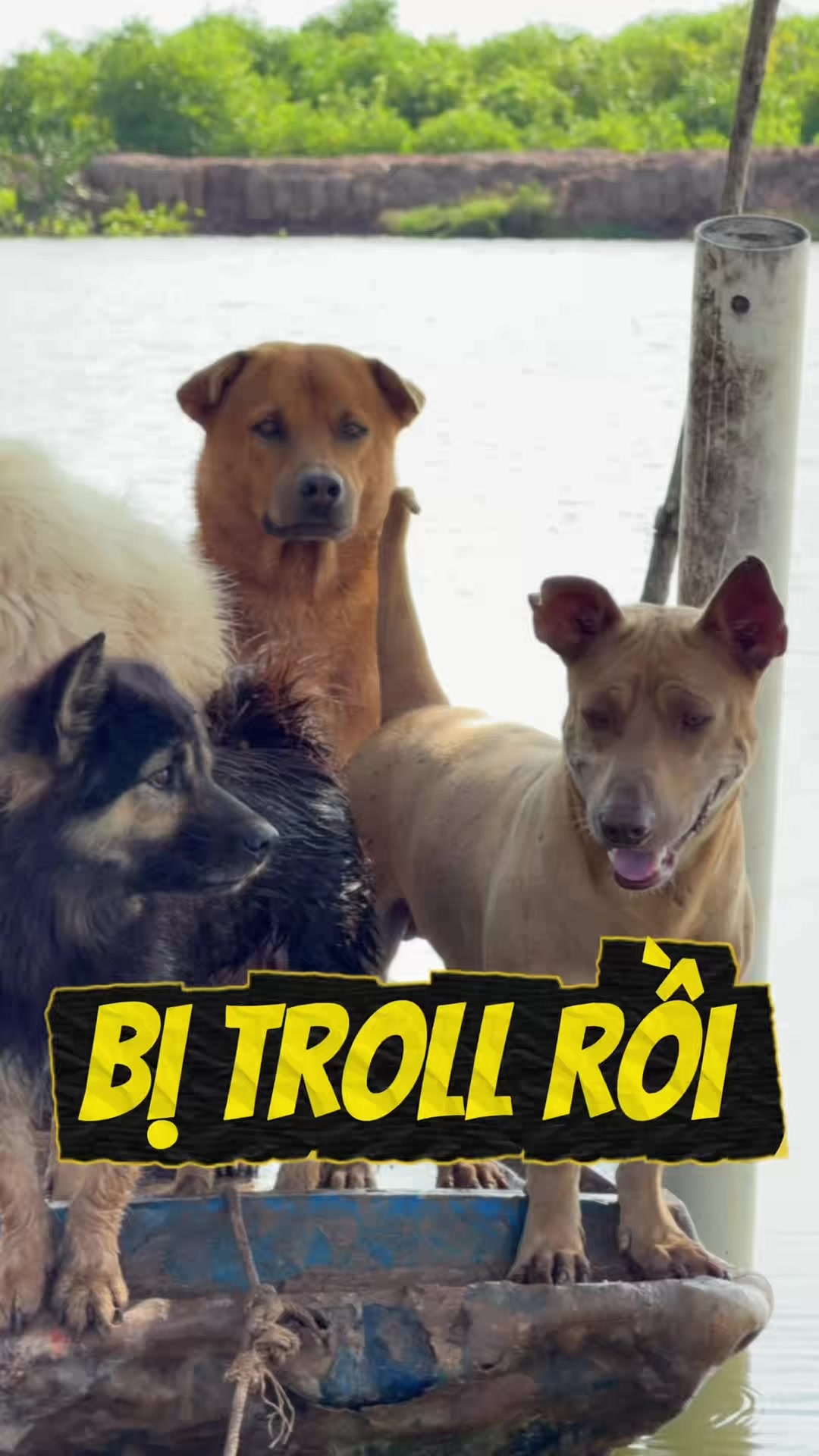 @Tâm Chó Cỏ 🦮