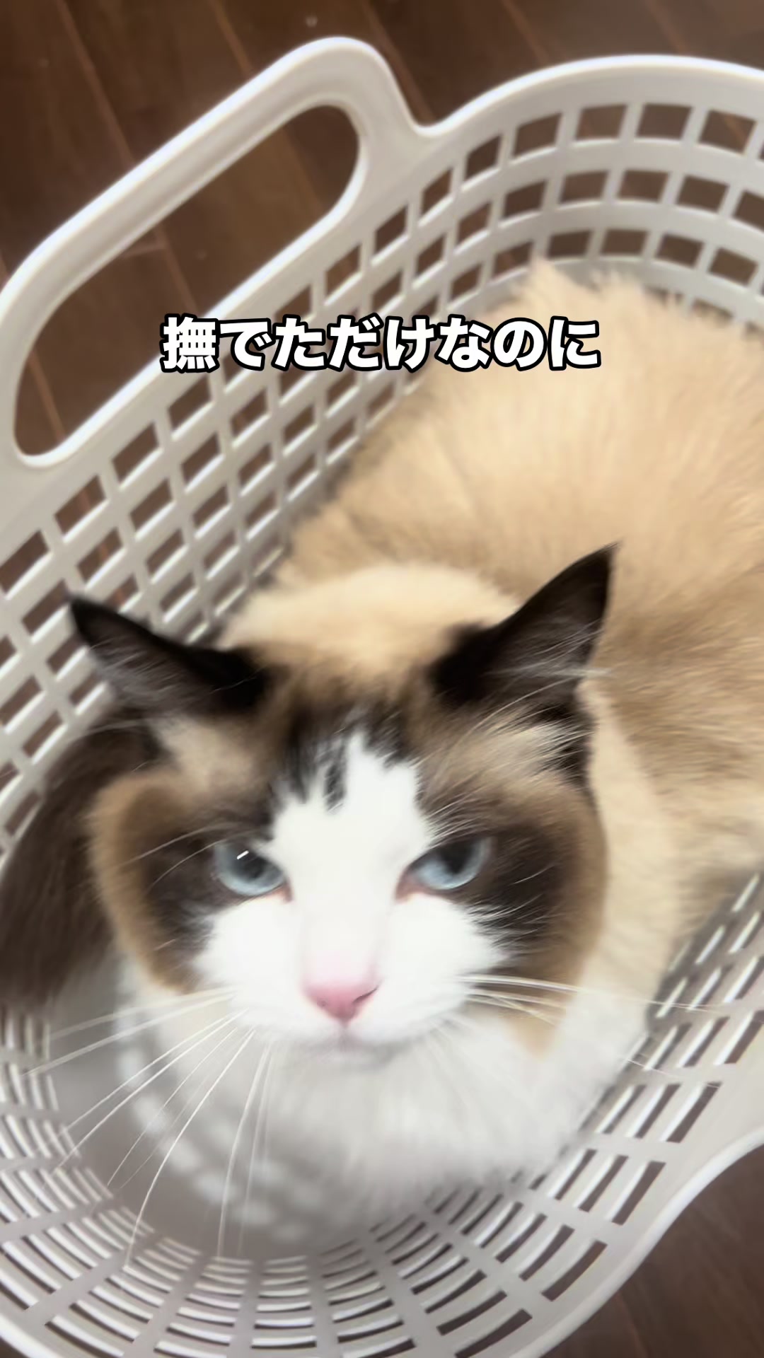 @なつめ友猫帳