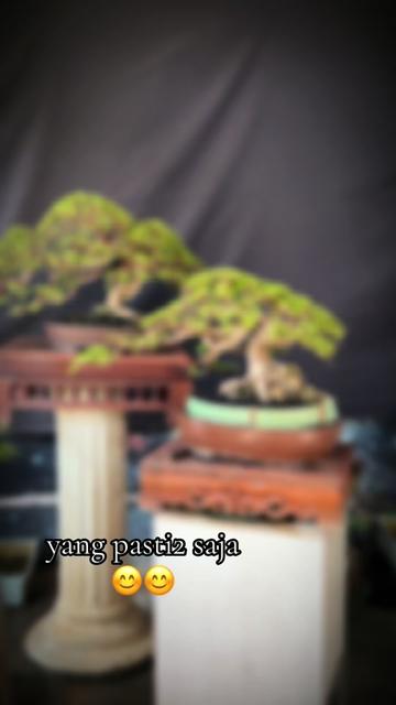 @warbonsai_purwodadi