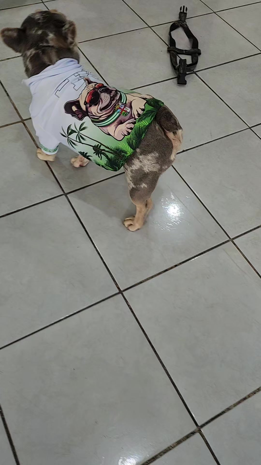 @FityGuau Moda canina y Felina