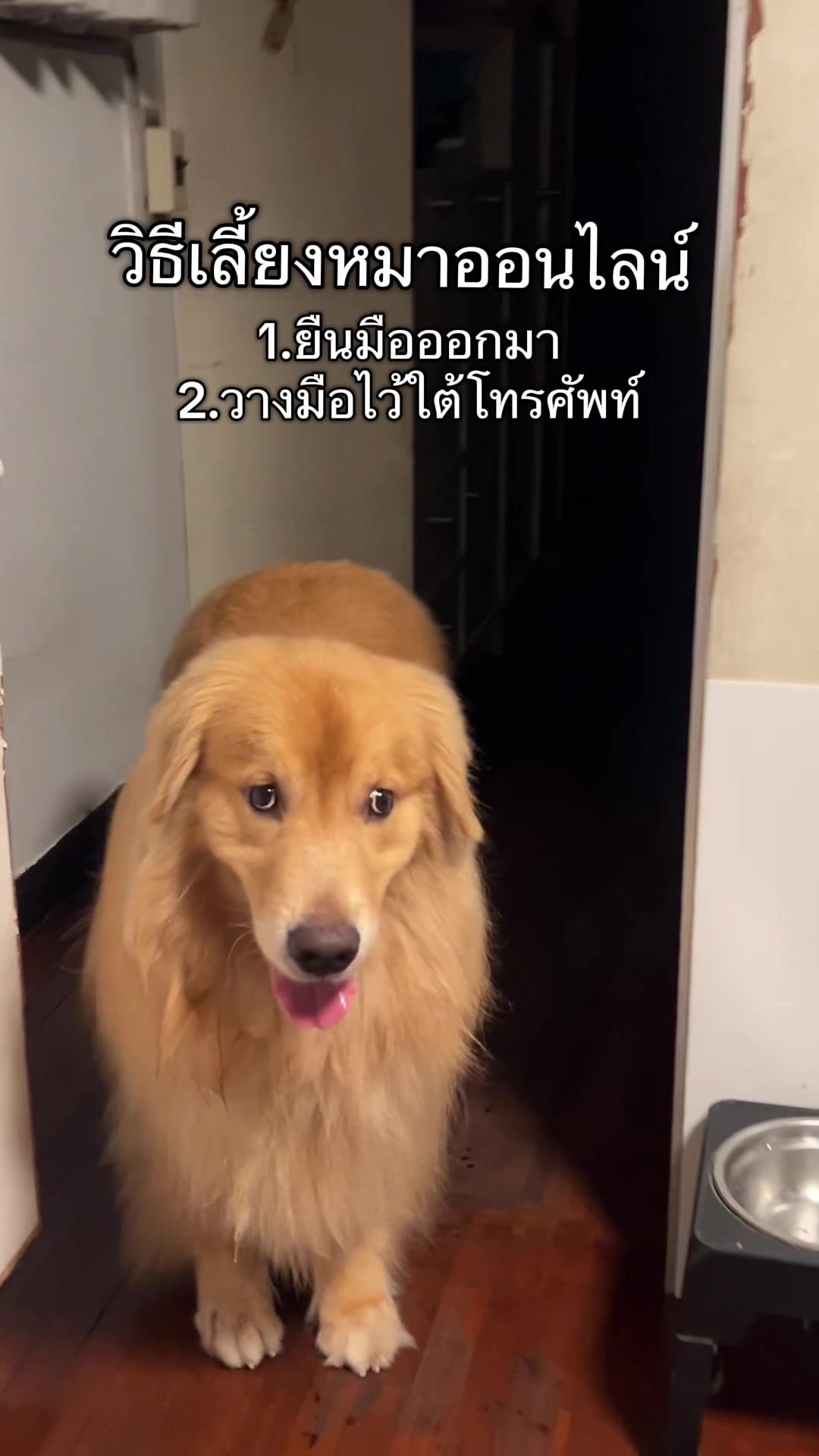 @ตินติน โกเด้นตาเหล๋