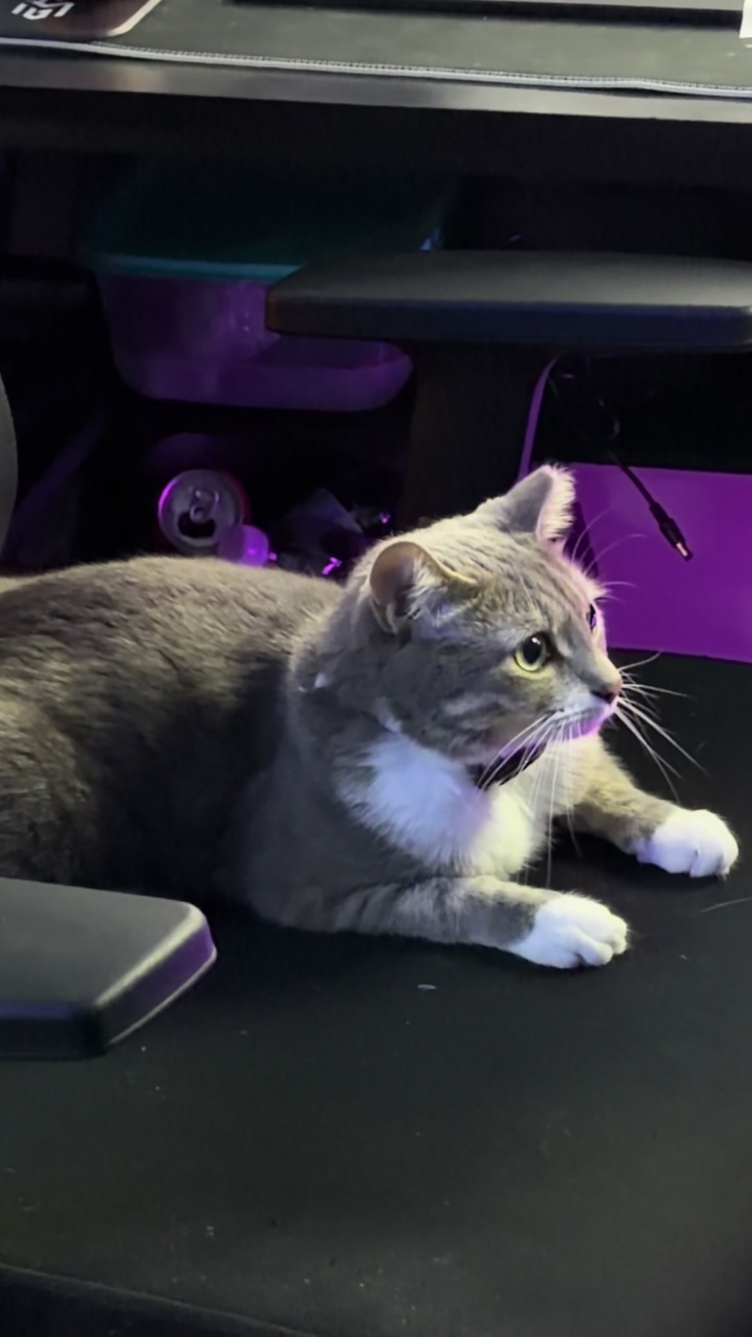 @RoxySnowballCatDrama