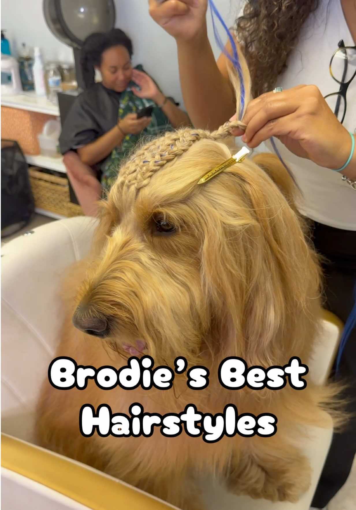 @Brodie The Goldendoodle
