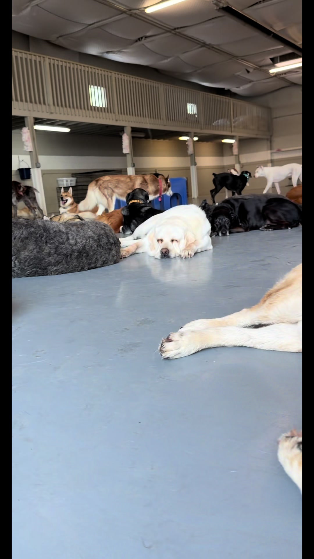@Doggieinthewindow