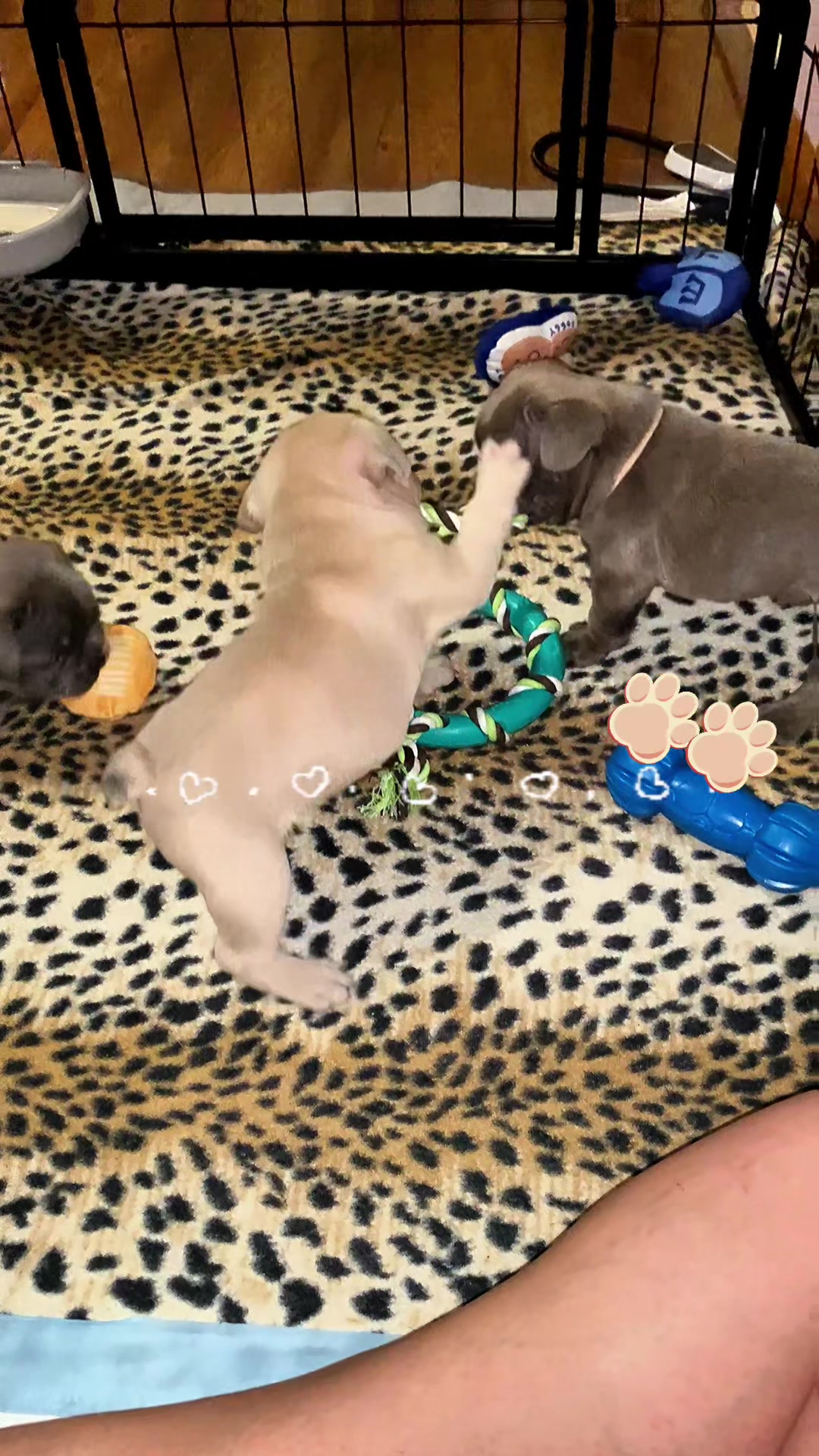 @Flyazz Frenchie Papa