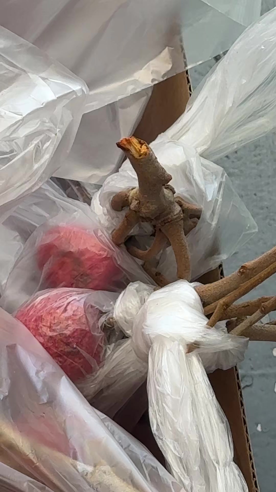 @Sandhya 🇳🇵🧿🕉️