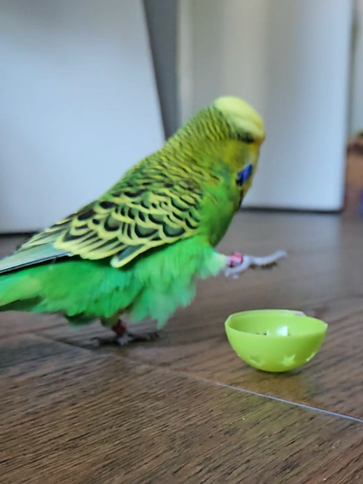 @Run Slow-Mo Charlie🦜