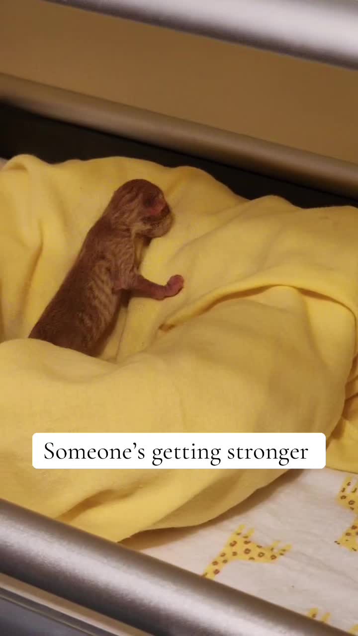 @Kitten.mama