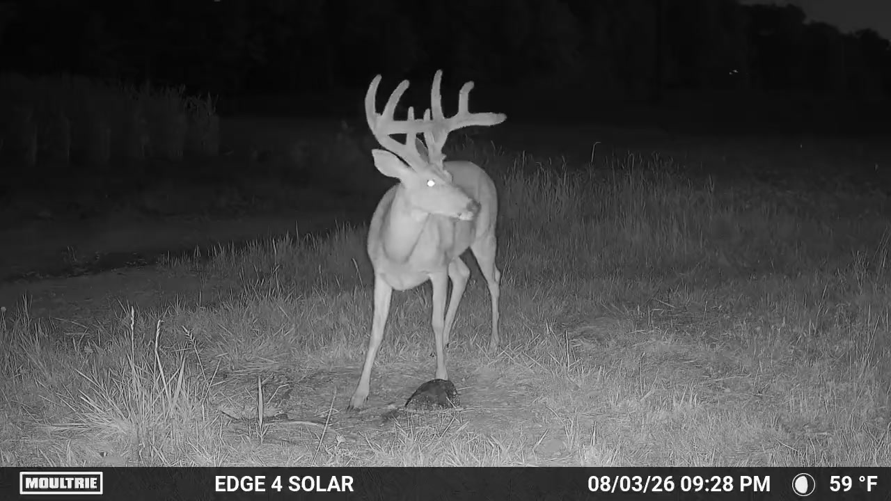 @Moultrie