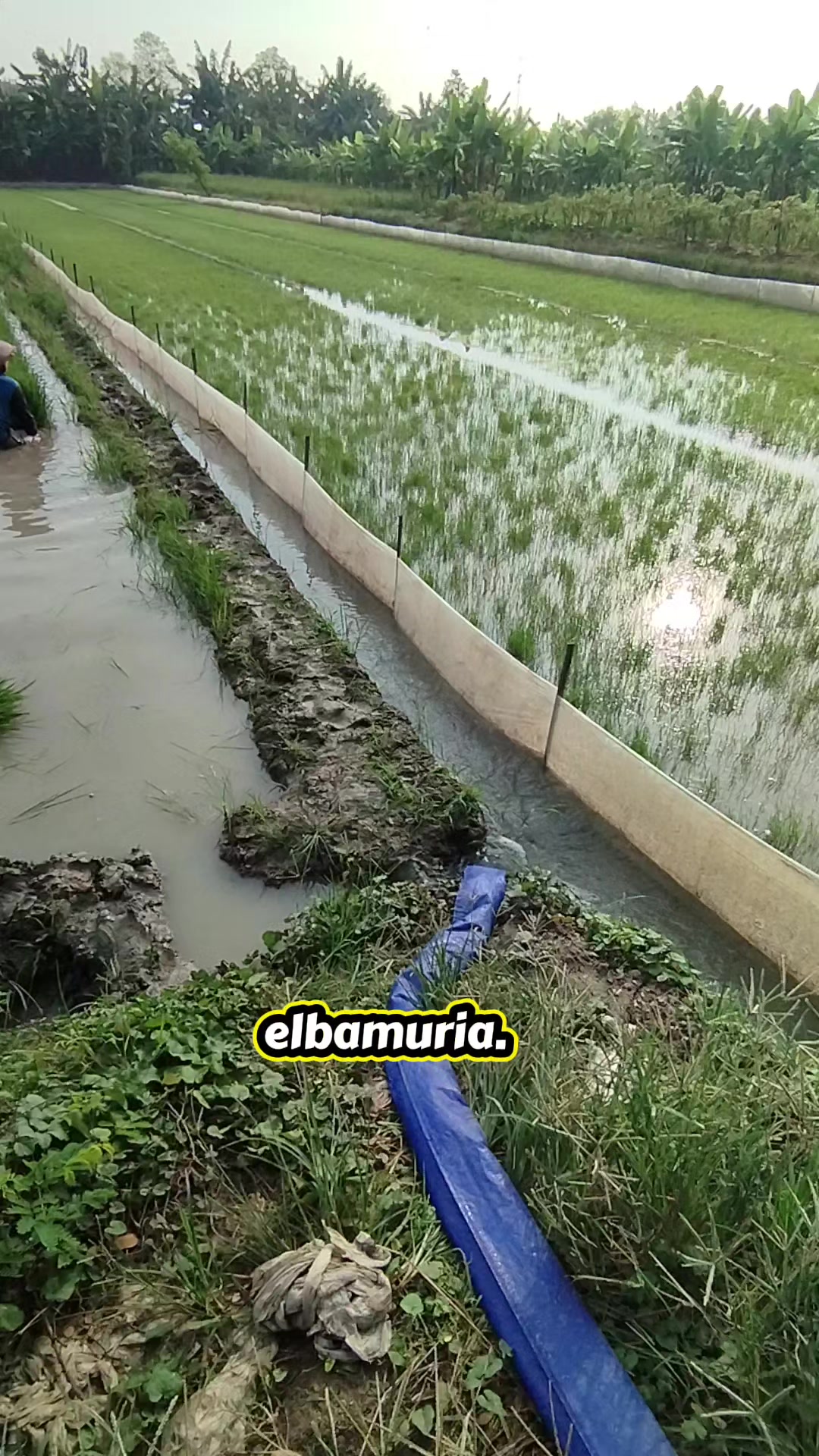 @elbamuria