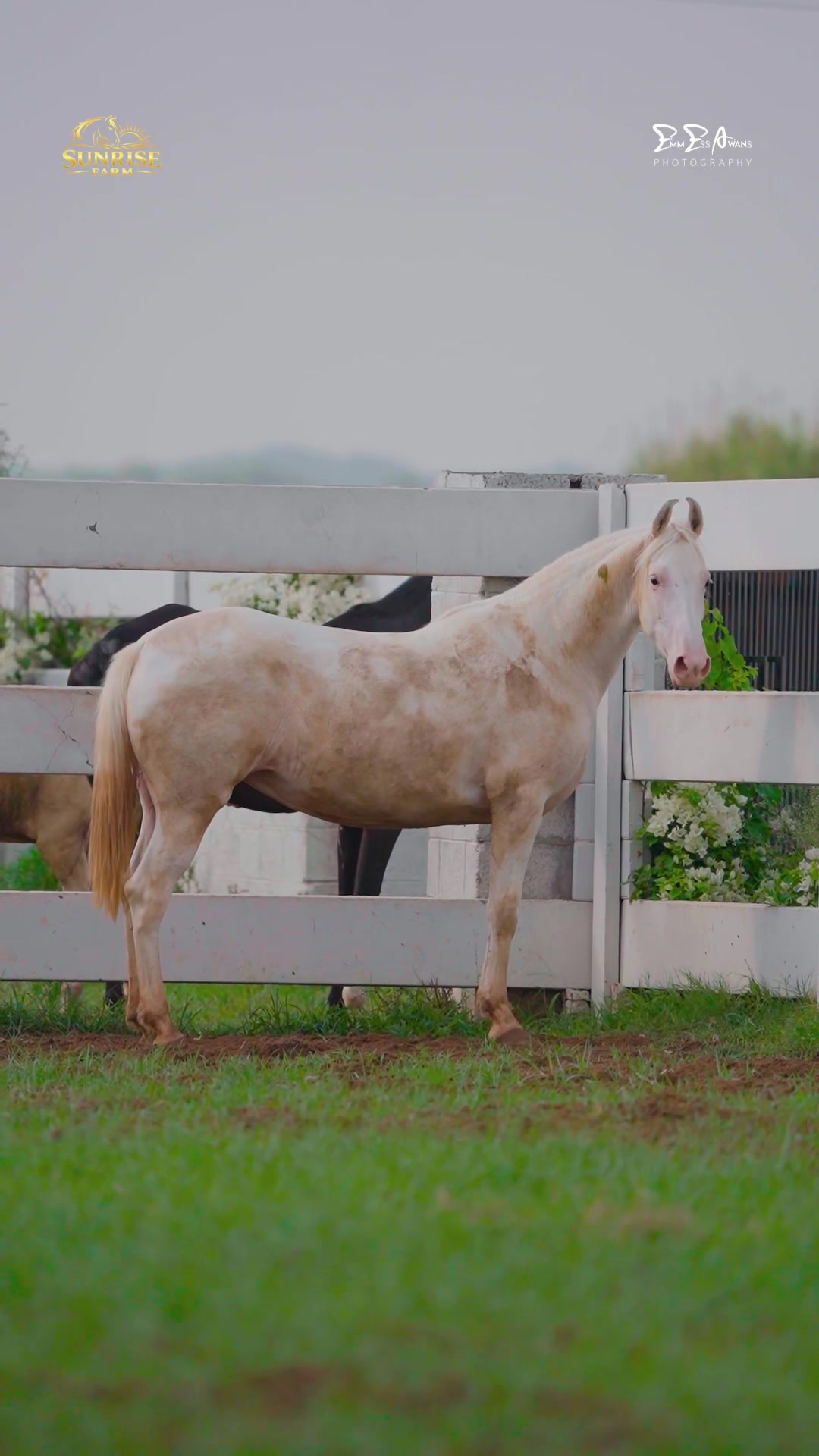 @SUNRISE STUD FARMS RAWALPINDI